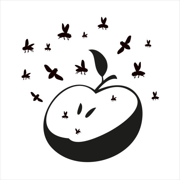 stockillustraties, clipart, cartoons en iconen met vliegen of muggen vliegen over de appel. - huisvlieg