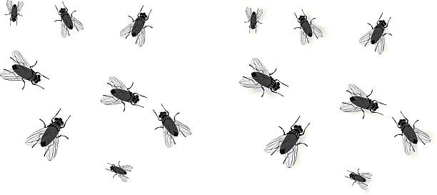 Flies Flies with and without drop shadows. On layers for easy editing. fly insect stock illustrations