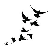 istock flock of birds (pigeons) go up. 511390612