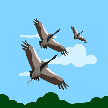 A flock of cranes is flying across the sky. Vector illustration.