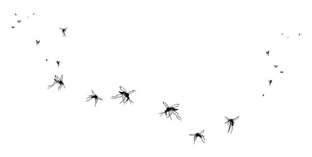 A flock of flying mosquitoes. A flock of flying mosquitoes. 
 Silhouette, graphic image. Vector, isolated on white background insect stock illustrations