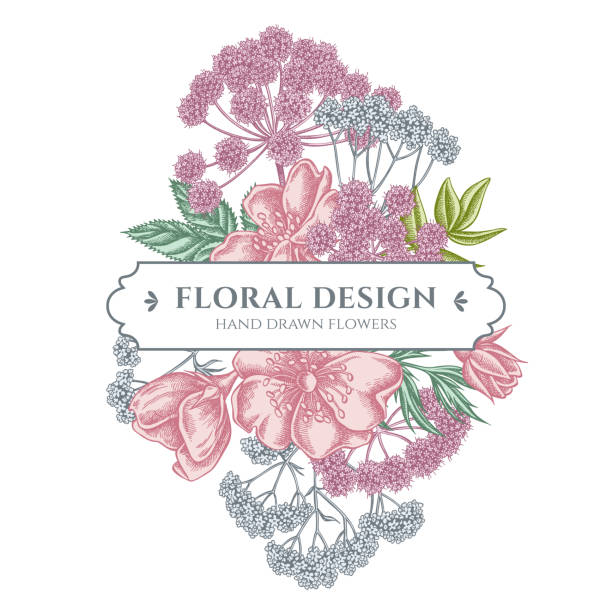 illustrations, cliparts, dessins animés et icônes de conception florale de bouquet avec la rose de chien pastel, valériane, angelica - valeriane