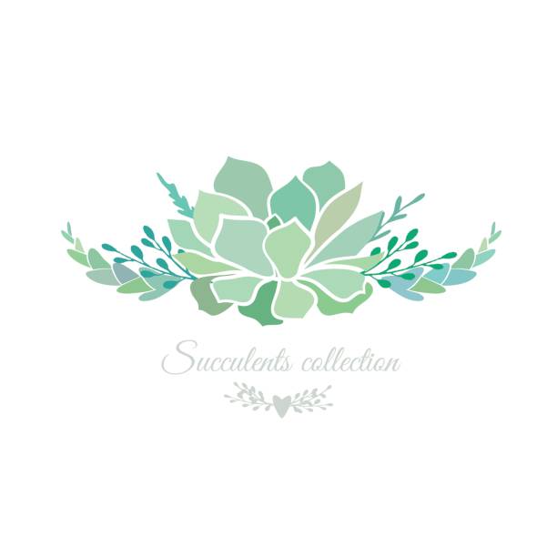floral composition with succulents Vector floral composition with succulents isolated on white. cactus borders stock illustrations