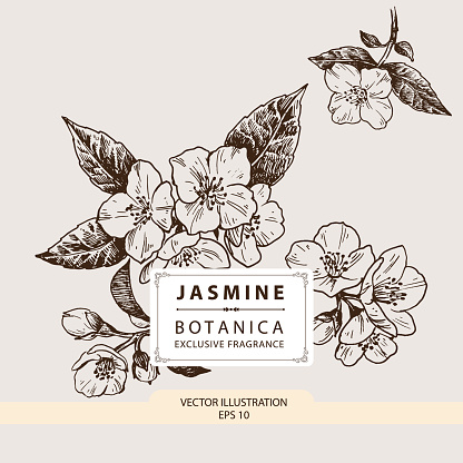 Floral Fragrance, Jasmine flower