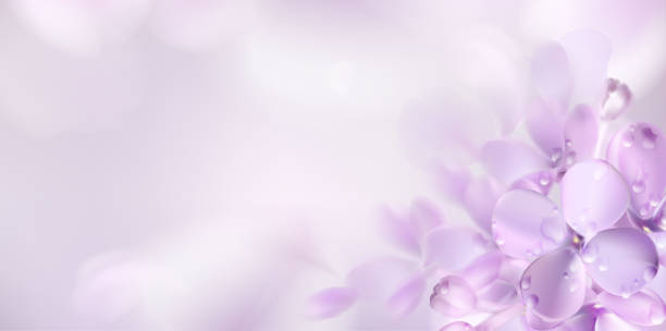 bildbanksillustrationer, clip art samt tecknat material och ikoner med blommig fjäder bakgrund med lila syrén blommor - pink nature soft