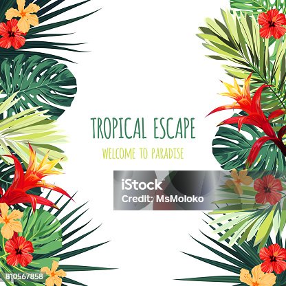 istock Floral square postcard design with guzmania and hibiscus flowers, monstera and royal palm leaves. Exotic hawaiian vector background 810567858