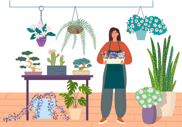 Florist caring for indoor plants. Flower shop or houseplant store vector illustration. Young woman in a flower center is holding a pot of violets. Florist caring for indoor plants, flower shop vector illustration. Young woman in a flower center is holding a pot of violets. flowers, succulents, bonsai in houseplant store. flowering plant stock illustrations