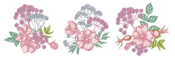 illustrations, cliparts, dessins animés et icônes de bouquet de fleur de rose de chien pastel, valériane, angelica - valeriane