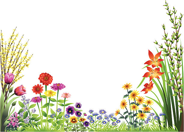 Flower Garden Forsythia, tulips, zinnias, pansies, daisies, day lilies, asters and sweet william in the garden.  flowerbed illustrations stock illustrations