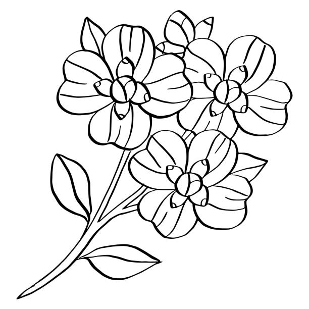 flower line art drawing vector art illustration