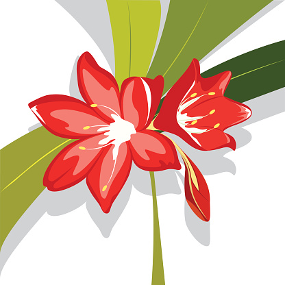 Flower red  Lily, vector illustration