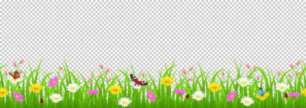꽃과 잔디 테두리, 노란과 백색 카모마일와 섬세 한 핑크 초원 꽃, 푸른 잔디, 나비와 무당벌레에 투명 한 배경, 벡터 일러스트, 카드 장식 요소 - 국경 stock illustrations