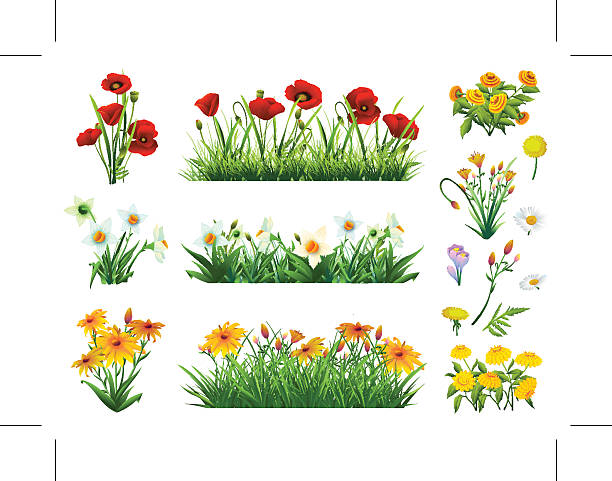 Flowers and grass Flowers and grass set of vector elements. Nature and ecology flower borders stock illustrations