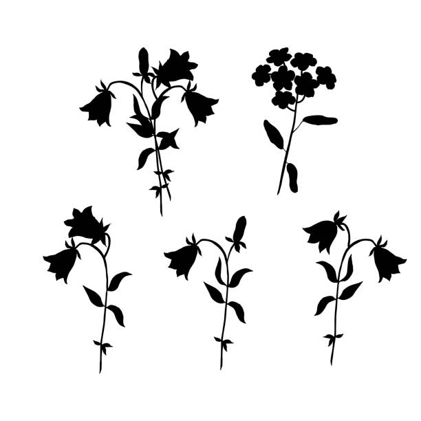 Silhouette Of A Forget Me Not Flower Illustrations, Royalty-Free Vector ...