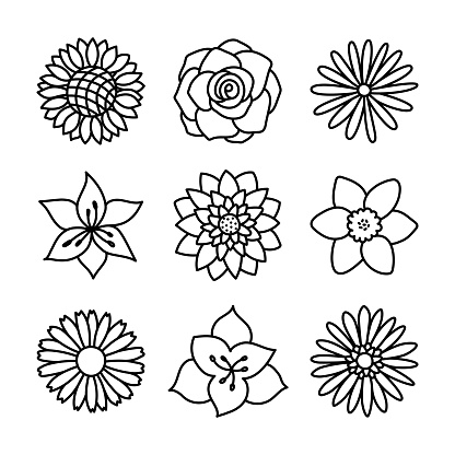 Flowers. Doodle vector set. Hand drawn line sketch floral collection. Chamomile, rose, sunflower, aster, amaryllis, daffodil, lotus, lily and gerbera