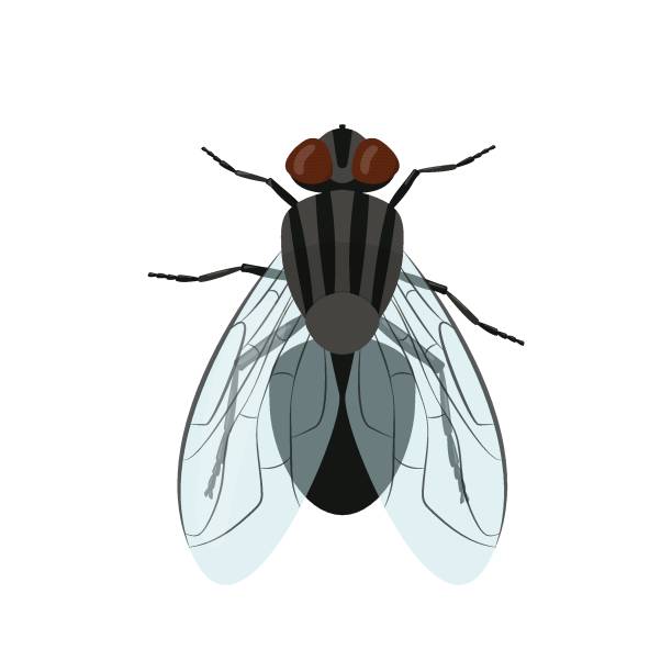 Fly insect isolated on white background. Vector illustration Fly insect isolated on white background. Musca domestica vector illustration carrion stock illustrations