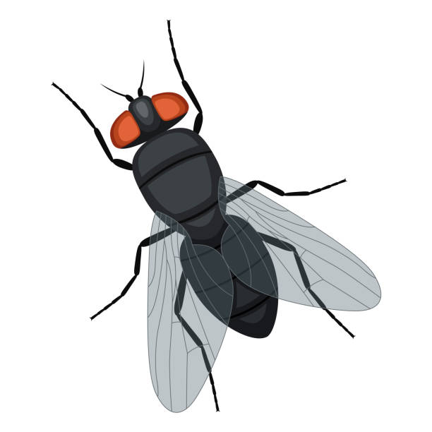 fly Illustrationen visar en fluga fly insect stock illustrations