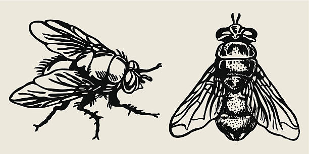 fly Hand drawn illustration fly insect stock illustrations