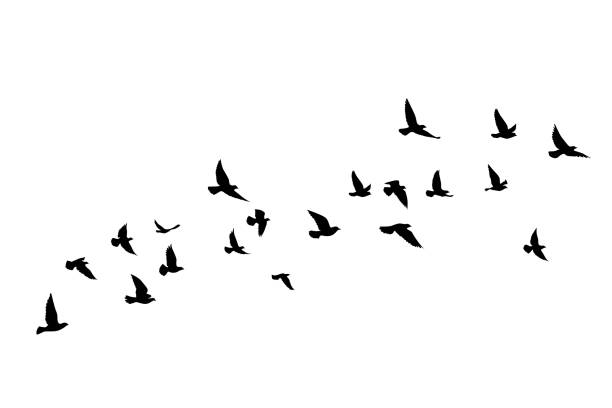 白い背景に飛ぶ鳥のシルエット。ベクターの図。孤立した鳥の飛行。タトゥーデザイン。 - 鳥点のイラスト素材／クリップアート素材／マンガ素材／アイコン素材