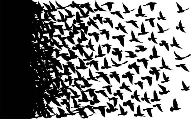 Flying birds silhouettes on white background. Vector illustration. isolated bird flying. tattoo design. Flying birds silhouettes on white background. Vector illustration. isolated bird flying. tattoo design. backgrounds silhouettes stock illustrations