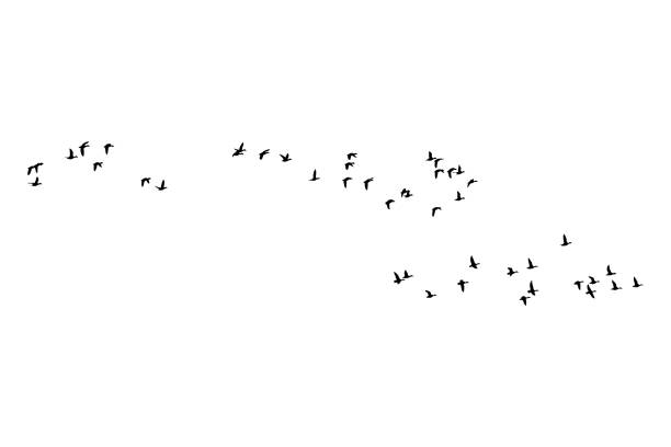 Flying birds. Vector image. White background. Vector image. flock of birds stock illustrations