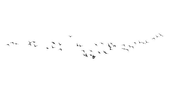 Flying birds. Vector images. White backgorund. Vector images flock of birds stock illustrations