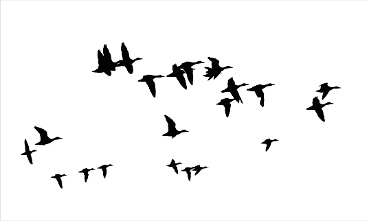 Flying ducks. White background. Vector image.