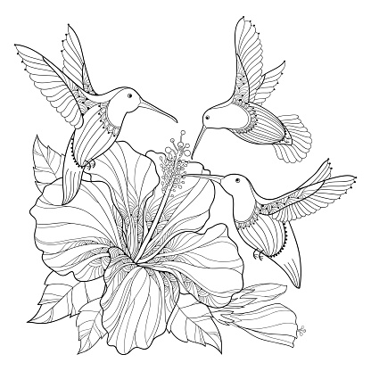 Flying Hummingbird Or Colibri And Hibiscus In Contour Style Isolated On
