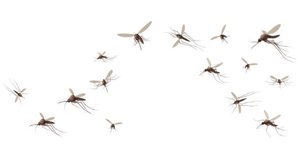 Flying mosquito insects. Gnat and pest, spreading viruses and diseases, gnats flock, repellent or spray promo poster vector concept Flying mosquito insects. Gnat and pest, spreading viruses and diseases, gnats flock, repellent or spray promo poster vector concept. Malaria mosquito buzzing, infectious parasitic spreading swarm of insects stock illustrations