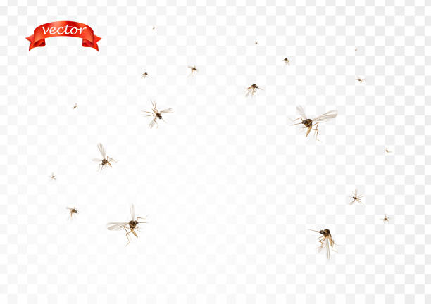 stockillustraties, clipart, cartoons en iconen met vliegende muggen kudde in air geïsoleerde promo. insecten mug, gnat en ongedierte illustratie voor afstotende olie, spray en patches advertenties, poster, teken. virussen en ziekten verspreiding van medische vector concept - muggen