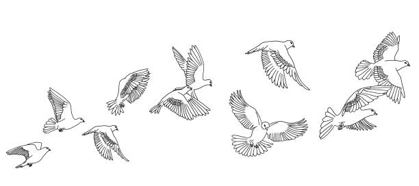 Flying pigeons banner Banner with hand drawn white pigeons or doves bird drawings stock illustrations