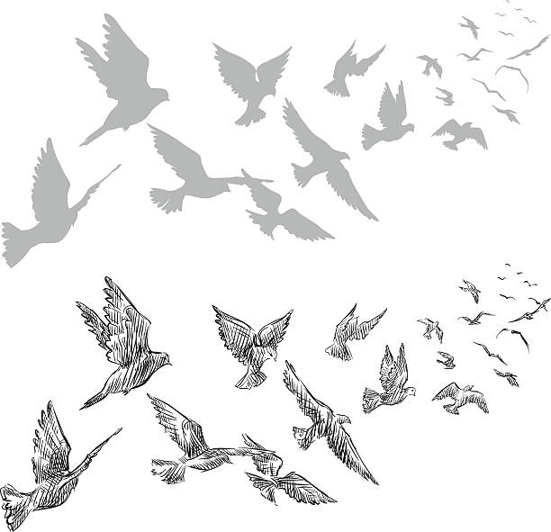 stockillustraties, clipart, cartoons en iconen met flying pigeons, hand drawn, vector illustration - duif