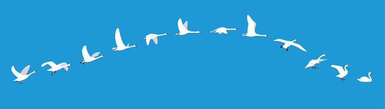flying sequence of swan, multiple exposure, vector illustration