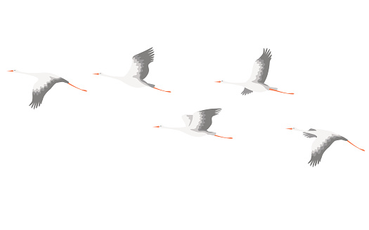 Flying Stork Flock