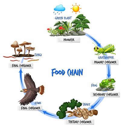 Food chain diagram concept