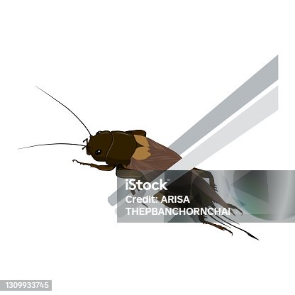 istock Food Insects: Crickets insect deep-fried crispy for eating as ready meal food items on wooden chopstick, it is good source of protein edible for future. Entomophagy concept. 1309933745