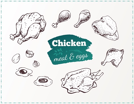 Hand drawn food poster. Chicken parts and eggs vector