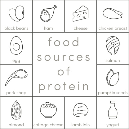 Food sources of protein, vector outline icons for infographic vector