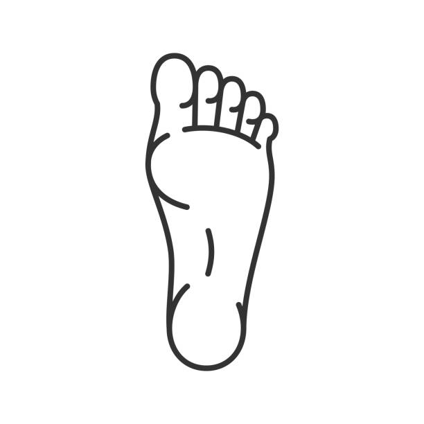 Foot icon Foot linear vector icons. Thin line foot anatomy stock illustrations