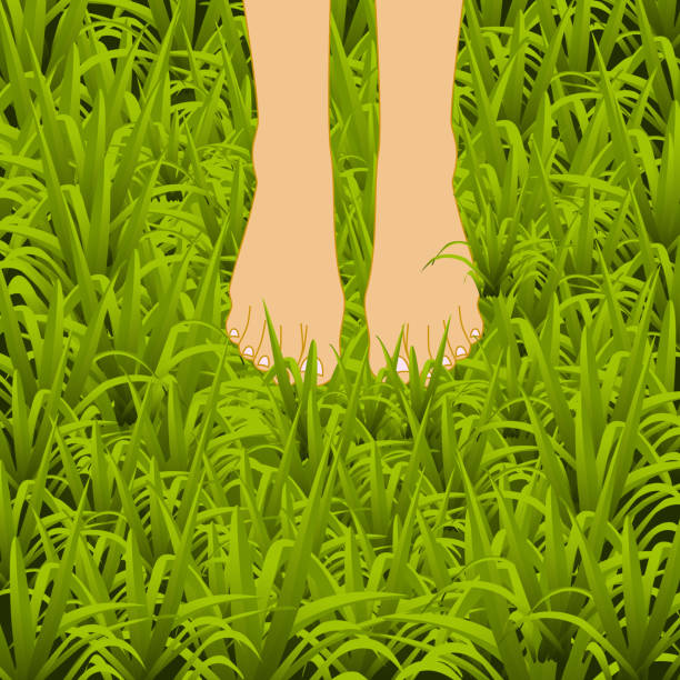 Foot over green grass Bare feet in a beautiful green grass. A well-maintained lawn or meadow summer background bare feet stock illustrations