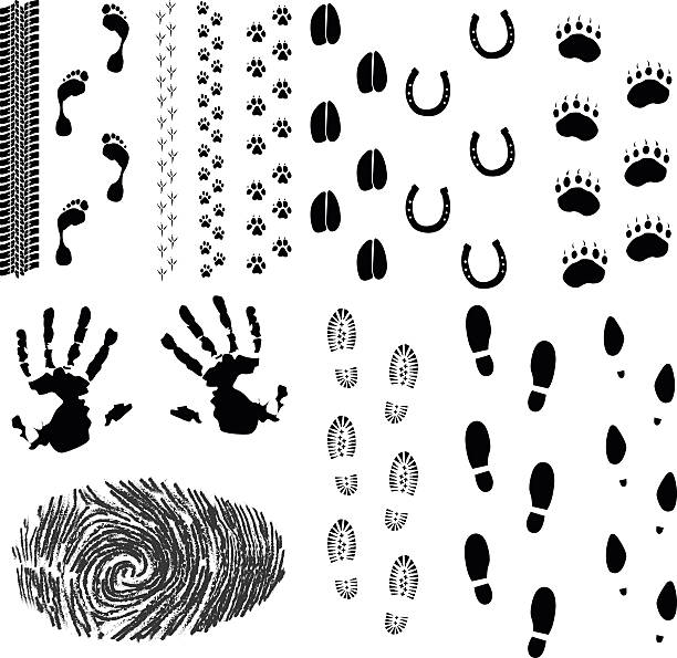 Foot prints Collection of some footprints and tracks. horse hoof prints stock illustrations