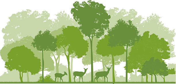 forest and deer family vector art illustration