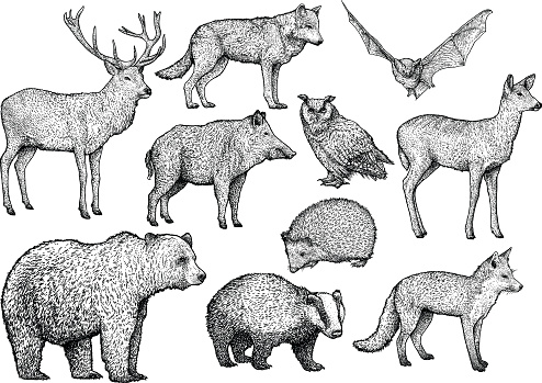 Forest animal illustration, drawing, engraving, ink, line art, vector