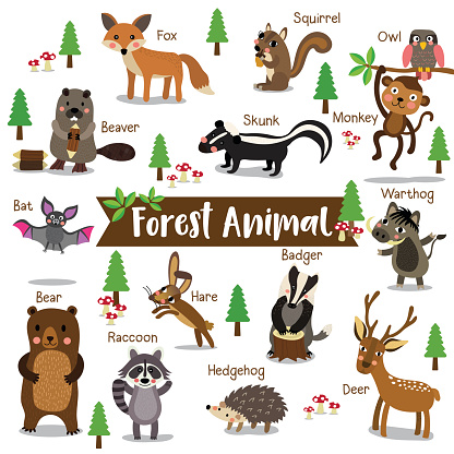 Forest Animal On White Background With Animal Name Vector ...