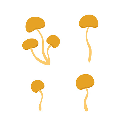 Forest edible yellow boletus, honey fungus mushroom vector illustration, seasonal autumn simple drawing healthy vegetarian diet ingredient for menu design, hand drawn image