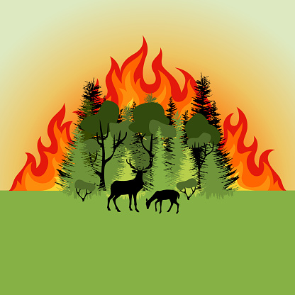 Forest fire. Colorful burning mixed forest and silhouette of deer. Green deciduous and coniferous trees on fire background. Flat design