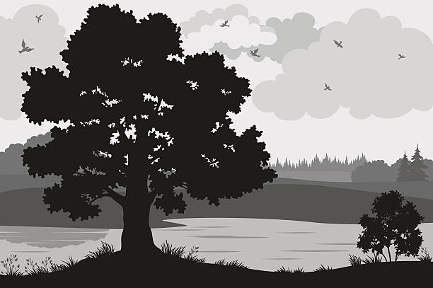 Forest Landscapes Silhouettes Evening Forest Landscape, Oak Trees, Bushes and Grass on the River Bank and Birds in the Cloudy Sky, Black and Grey Silhouettes on White Background. Vector river silhouettes stock illustrations