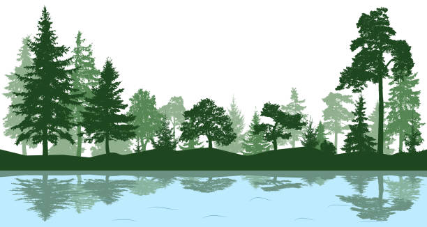 bildbanksillustrationer, clip art samt tecknat material och ikoner med skog, park, gränd. landskap av enstaka träd. reflektion av träd i vattnet. silhuett vektor - sjö