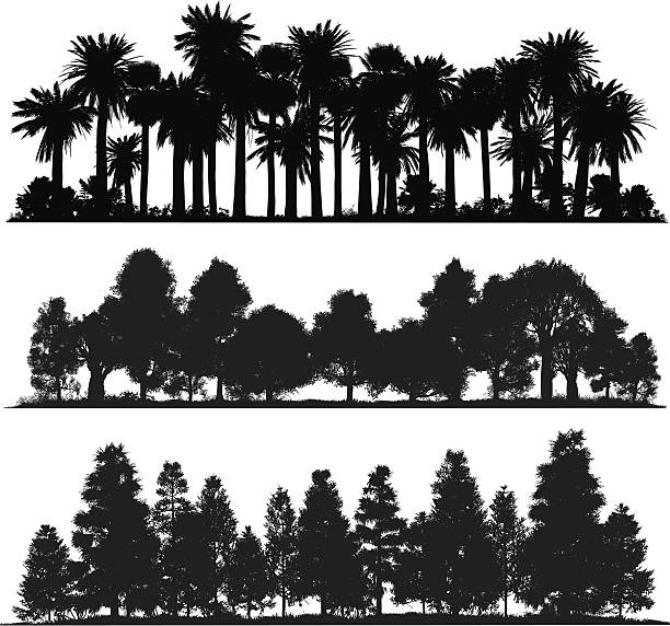 Forest silhouettes Very high detail silhouettes of tropical, temperate and cold/mountain forests. tree silhouettes stock illustrations