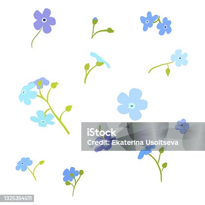 istock Forget-me-not flowers vector set illustration isolated on white background.Set of flowers for design.Flowers postcard. 1325354511